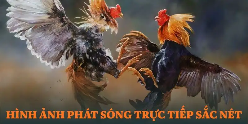 da-ga-qs88-he-thong-livestream